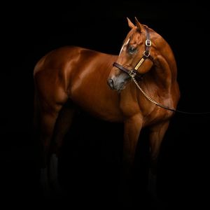 Image post by @juddmonte on Instagram