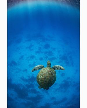 Image post by @robertirwinphotography on Instagram