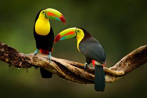 Image post by @Discovery on Twitter