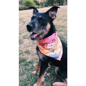 Image post by @hamptongvilledt on Instagram