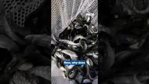 Video post by @kmphfox26 on YouTube