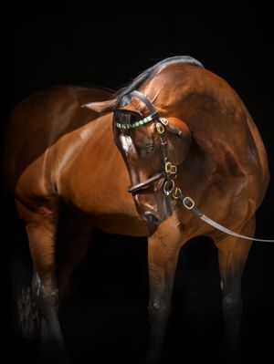Image post by @juddmonte on Instagram