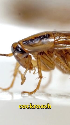 Video post by @bugbustersusa on Facebook
