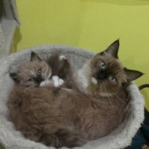 Image post by @brunrik.and.pyrene.ragdolls on Instagram