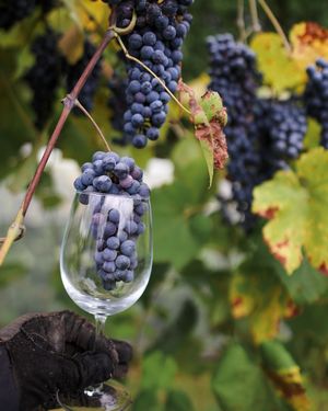 Image post by @chateau_elan on Instagram