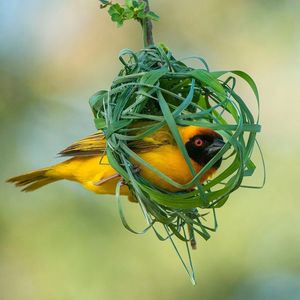 Image post by @bbcearth on Instagram