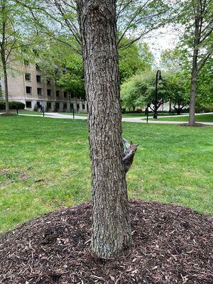 Image post by @penn-state-university/ on LinkedIn