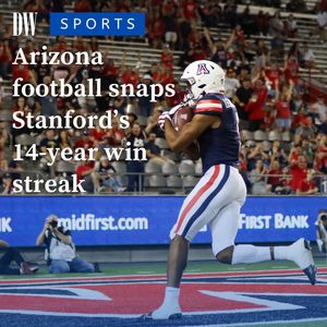 Image post by @dailywildcat on Instagram