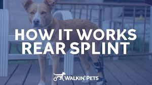Video post by @walkinpets on YouTube