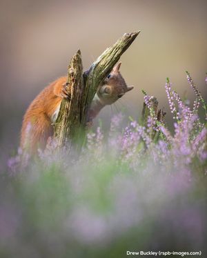 Image post by @rspb on Instagram