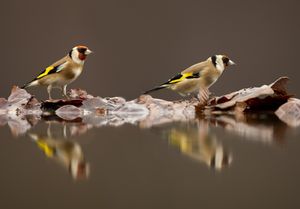 Image post by @rspb on Instagram