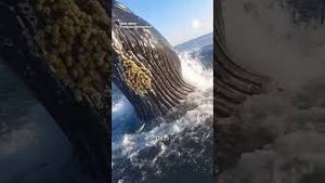 Video post by @accuweather on YouTube