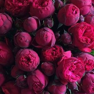 Image post by @jennifermqadir on Instagram