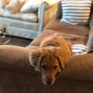 Image post by @pancake.thegolden on Instagram