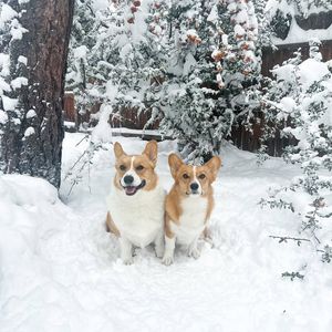 Image post by @ziggythecorg on Facebook