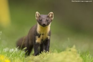 Image post by @rspb on Instagram