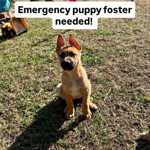 Image post by @northmeckanimalrescue on Instagram