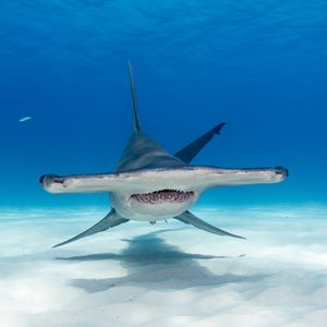 Image post by @animalplanet on Instagram