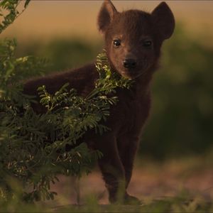 Image post by @bbcearth on Instagram