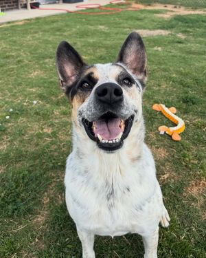Image post by @heartsandbonesrescue on Instagram