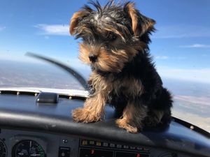 Image post by @foreflight on Instagram