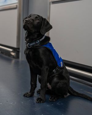 Image post by @canuckspup on Instagram