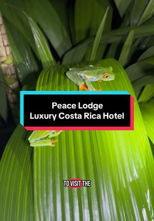 Video post by @vegasstarfish on TikTok