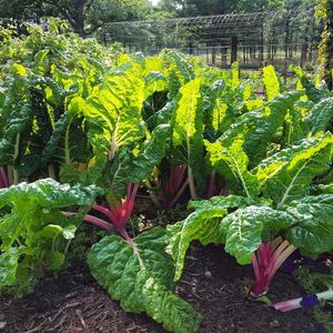 Image post by @ahs_gardening on Instagram