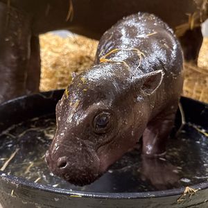 Image post by @thetorontozoo on Instagram