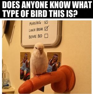 Image post by @clydecommers on Facebook