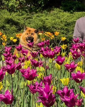 Image post by @tsukitheeurasier on Instagram