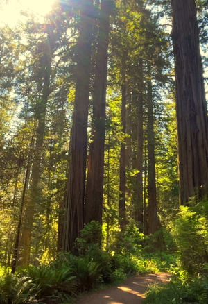 Video post by @allisonhollandmedia on TikTok