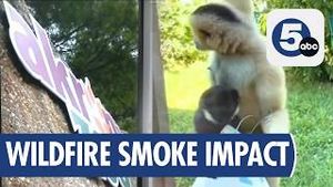 Video post by @news5cleveland on YouTube