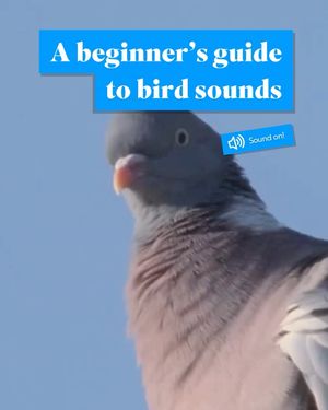 Image post by @rspb on Instagram