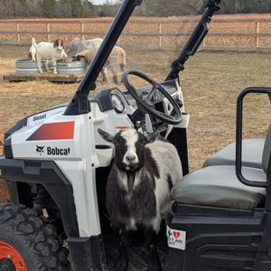Image post by @bobcatcompany on Instagram