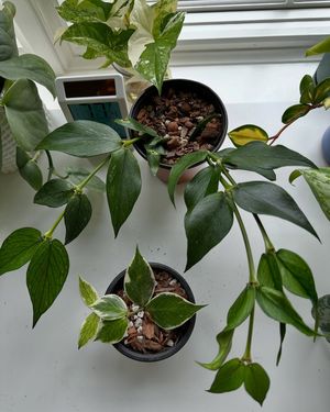 Image post by @reenasplants on Instagram