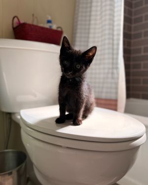 Image post by @spokhumanesoc on Instagram