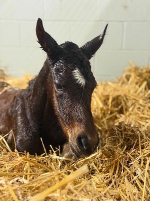 Image post by @godolphin on Instagram