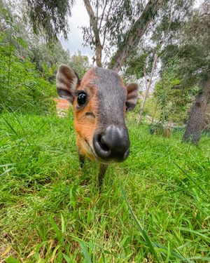 Image post by @sandiegozoo on Instagram