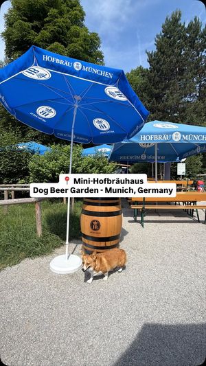 Image post by @ziggythecorg on Facebook