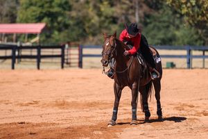 Image post by @ugaequestrian on Instagram