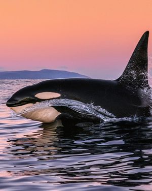 Image post by @sealegacy on Instagram