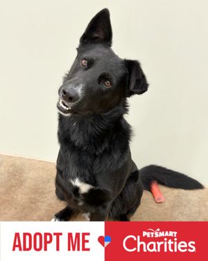 Image post by @spokhumanesoc on Instagram
