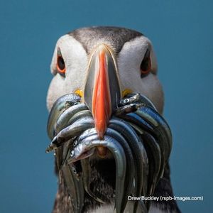 Image post by @rspb on Instagram