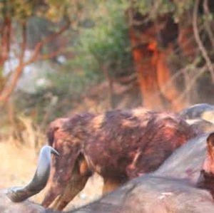 Image post by @chiawasafaris on Instagram