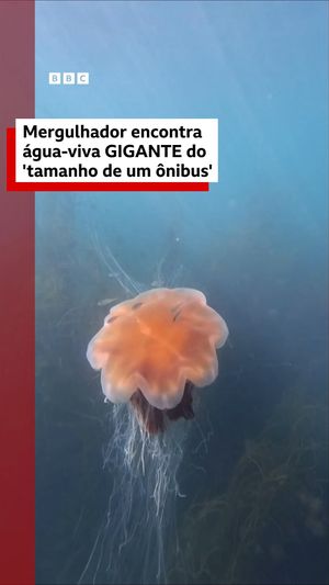 Video post by @bbcbrasil on Instagram