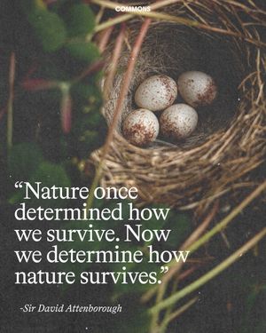 Image post by @commonsearth on Instagram