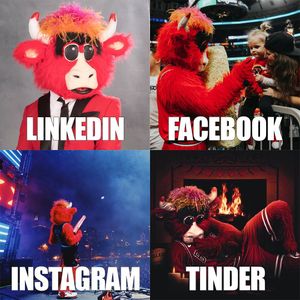 Image post by @bennythebull on Instagram