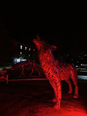Image post by @ncstate on Instagram