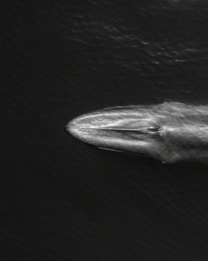 Image post by @sealegacy on Instagram